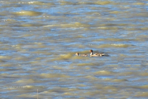 Ánade rabudo, Anas acuta. Northern pintail.